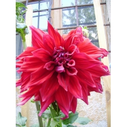 KAYSERİ KIRMIZI DAHLİA KAYSERİ KIRMIZI DAHLİA